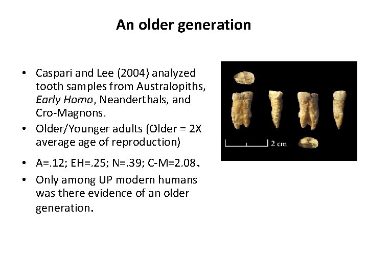 An older generation • Caspari and Lee (2004) analyzed tooth samples from Australopiths, Early