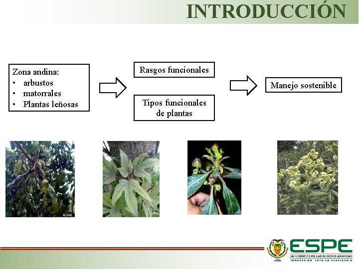 INTRODUCCIÓN Zona andina: • arbustos • matorrales • Plantas leñosas Rasgos funcionales Manejo sostenible