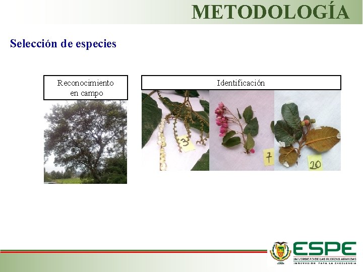 METODOLOGÍA Selección de especies Reconocimiento en campo Identificación 