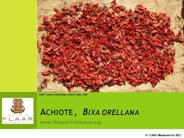 Folder: Achiote, Ethnobotany; Achiote_Chisec_2006 A CHIOTE , B IXA ORELLANA www. Maya-ethnobotany. org ©