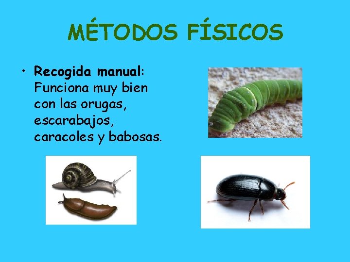 MÉTODOS FÍSICOS • Recogida manual: Funciona muy bien con las orugas, escarabajos, caracoles y