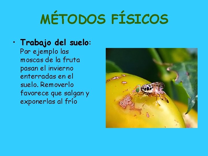 MÉTODOS FÍSICOS • Trabajo del suelo: Por ejemplo las moscas de la fruta pasan