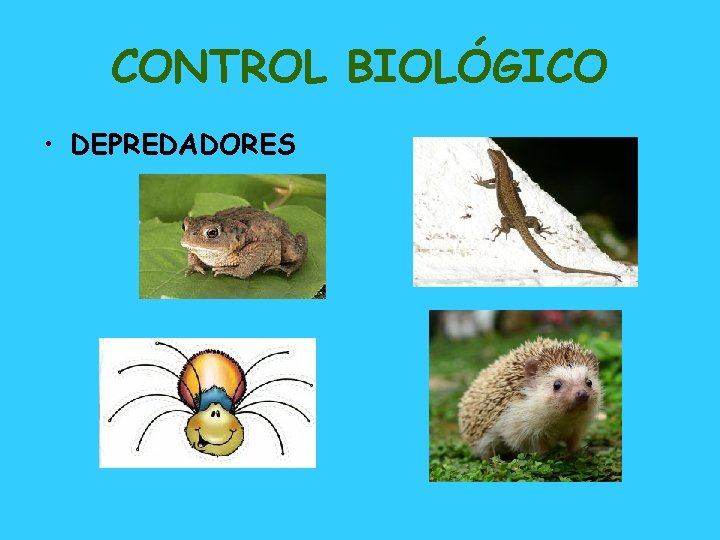 CONTROL BIOLÓGICO • DEPREDADORES 
