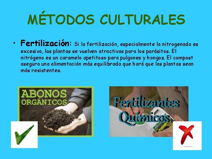 MÉTODOS CULTURALES • Fertilización: Si la fertilización, especialmente la nitrogenada es excesiva, las plantas