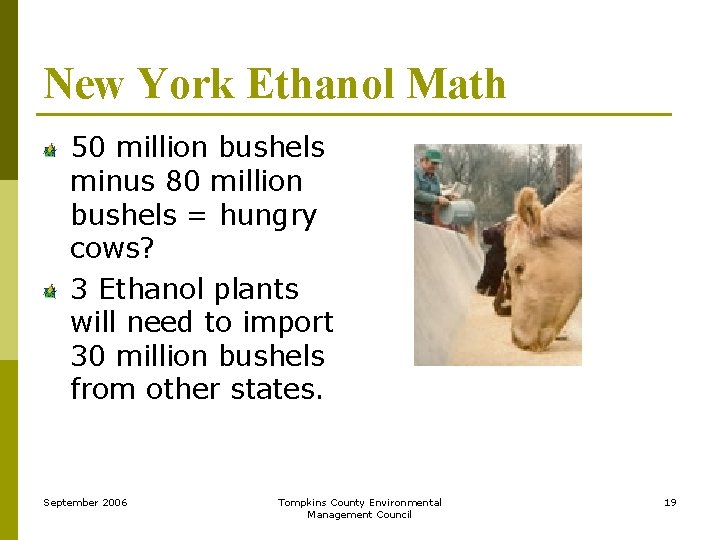 New York Ethanol Math 50 million bushels minus 80 million bushels = hungry cows?