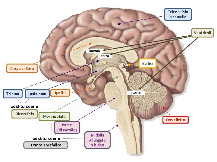 Telencefalo o cervello Ventricoli laterale terzo Epifisi Corpo calloso Talamo Ipotalamo Ipofisi quarto costituiscono