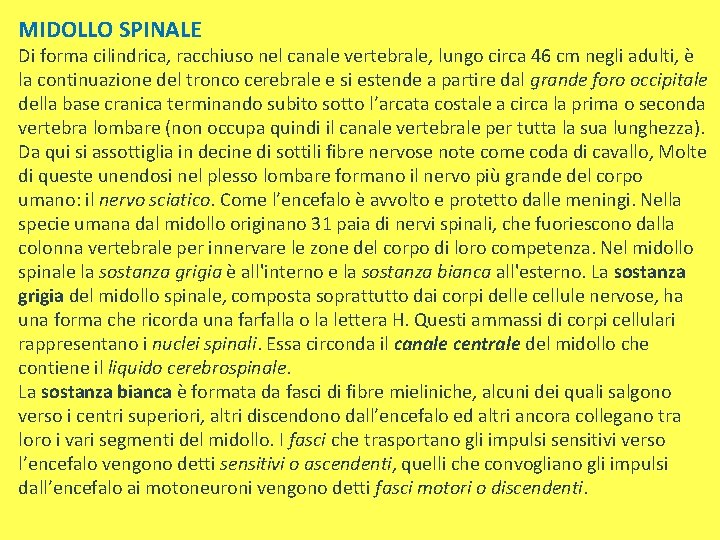 MIDOLLO SPINALE Di forma cilindrica, racchiuso nel canale vertebrale, lungo circa 46 cm negli