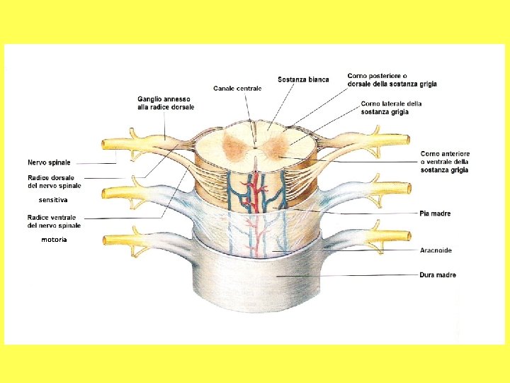 sensitiva motoria 