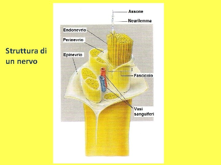 Struttura di un nervo 