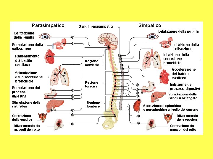 Parasimpatico Gangli parasimpatici Dilatazione della pupilla Contrazione della pupilla Stimolazione della salivazione Rallentamento del