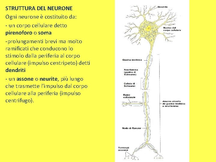 STRUTTURA DEL NEURONE Ogni neurone è costituito da: - un corpo cellulare detto pirenoforo