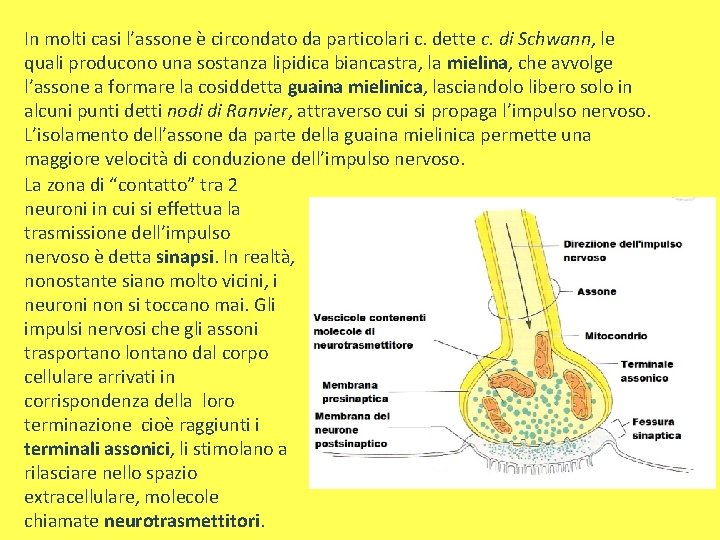 In molti casi l’assone è circondato da particolari c. dette c. di Schwann, le