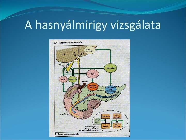 A hasnyálmirigy vizsgálata 