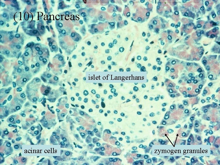 (10) Pancreas islet of Langerhans acinar cells zymogen granules 