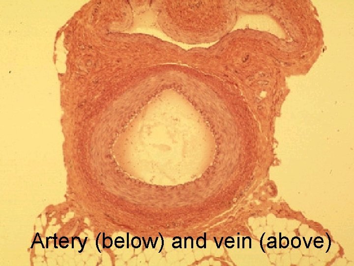 Artery (below) and vein (above) 