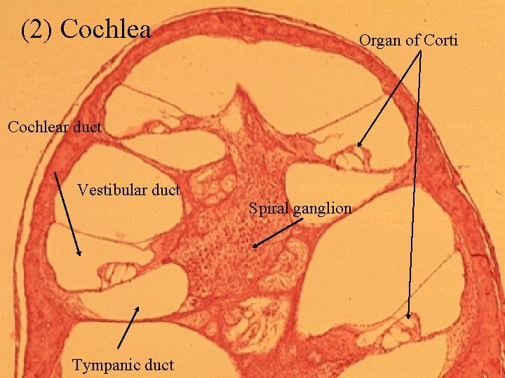 (2) Cochlea Organ of Corti Cochlear duct Vestibular duct Tympanic duct Spiral ganglion 