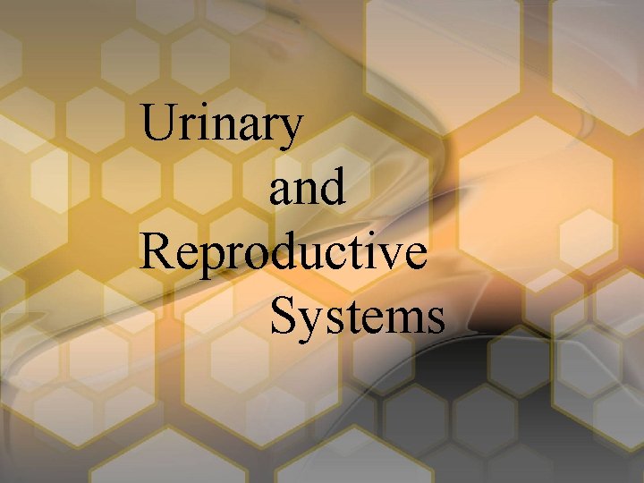 Urinary and Reproductive Systems 