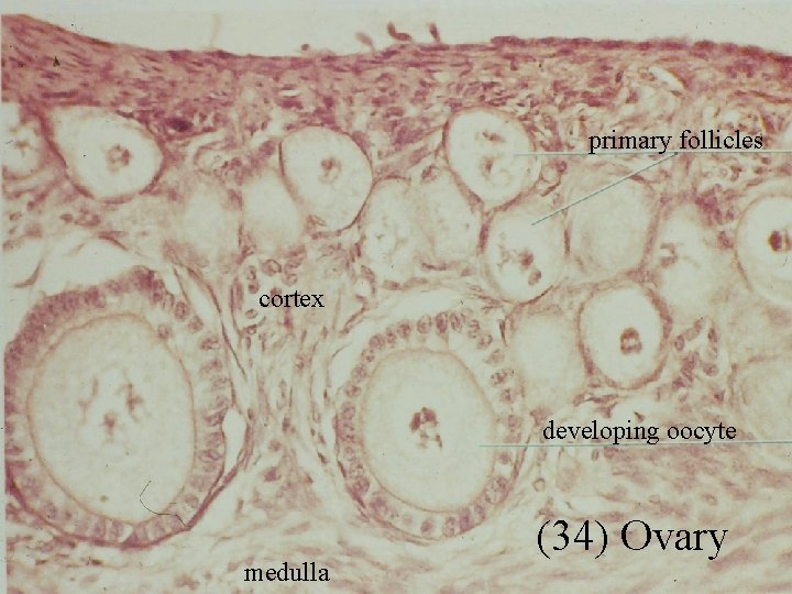 primary follicles cortex developing oocyte medulla (34) Ovary 