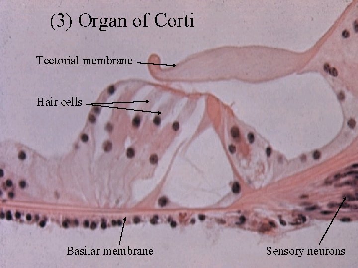 (3) Organ of Corti Tectorial membrane Hair cells Basilar membrane Sensory neurons 