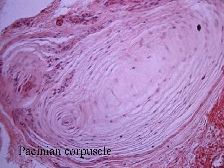 Pacinian corpuscle 