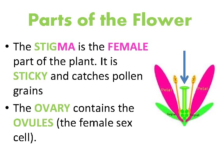 Parts of the Flower • The STIGMA is the FEMALE part of the plant.