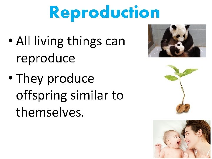 Reproduction • All living things can reproduce • They produce offspring similar to themselves.