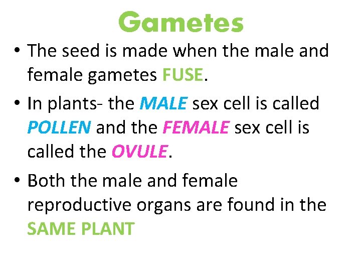 Gametes • The seed is made when the male and female gametes FUSE. •