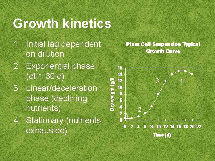 Growth kinetics 1. Initial lag dependent on dilution 2. Exponential phase (dt 1 -30
