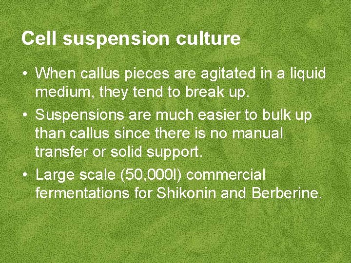 Cell suspension culture • When callus pieces are agitated in a liquid medium, they