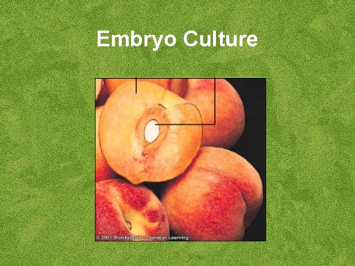 Embryo Culture 