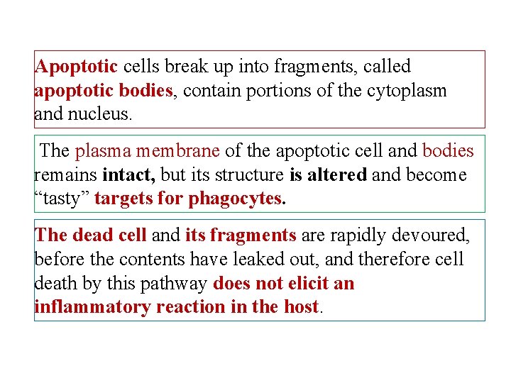 Apoptotic cells break up into fragments, called apoptotic bodies, contain portions of the cytoplasm