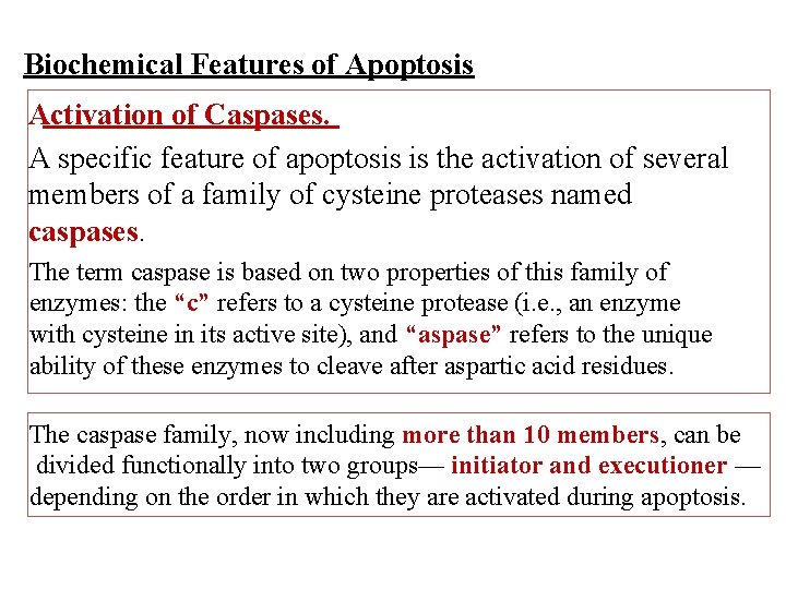 Biochemical Features of Apoptosis Activation of Caspases. A specific feature of apoptosis is the