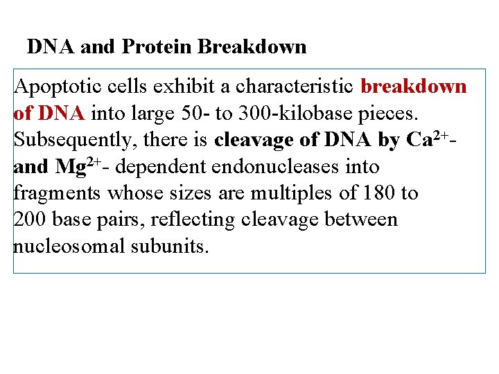 DNA and Protein Breakdown Apoptotic cells exhibit a characteristic breakdown of DNA into large
