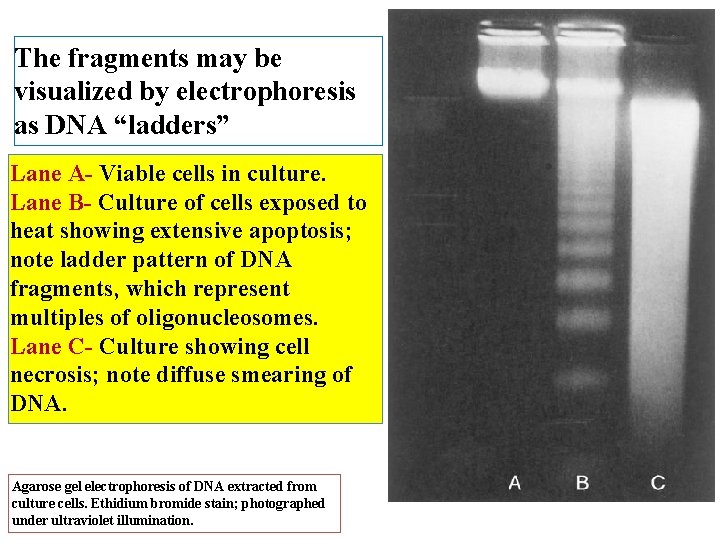 The fragments may be visualized by electrophoresis as DNA “ladders” Lane A- Viable cells