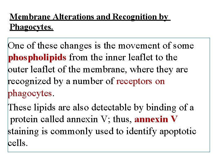 Membrane Alterations and Recognition by Phagocytes. One of these changes is the movement of
