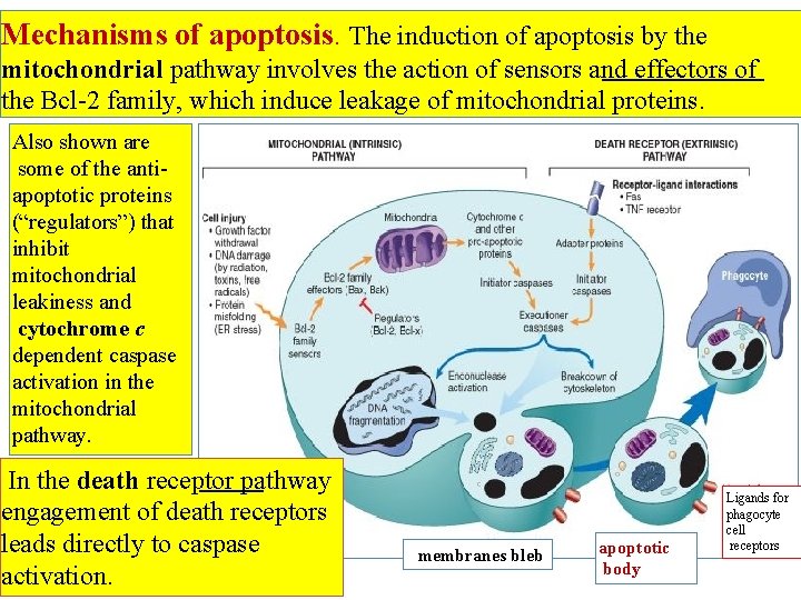 Mechanisms of apoptosis. The induction of apoptosis by the mitochondrial pathway involves the action
