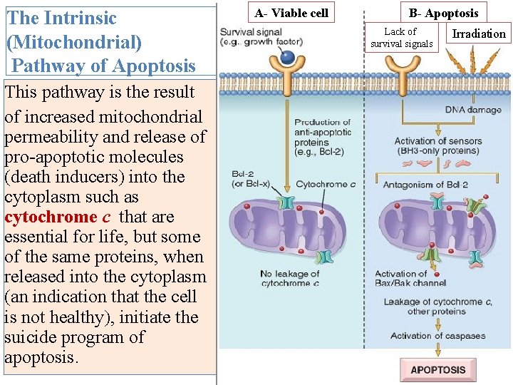 The Intrinsic (Mitochondrial) Pathway of Apoptosis This pathway is the result of increased mitochondrial