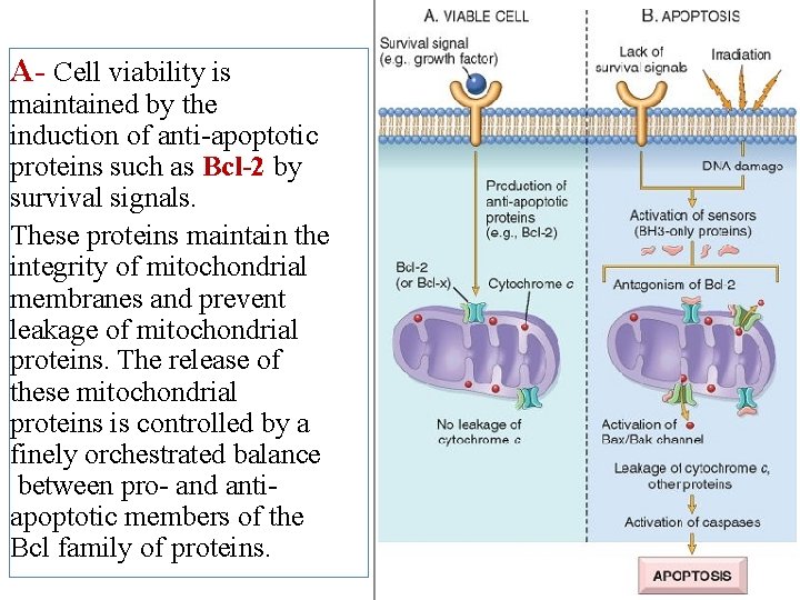 A- Cell viability is maintained by the induction of anti-apoptotic proteins such as Bcl-2