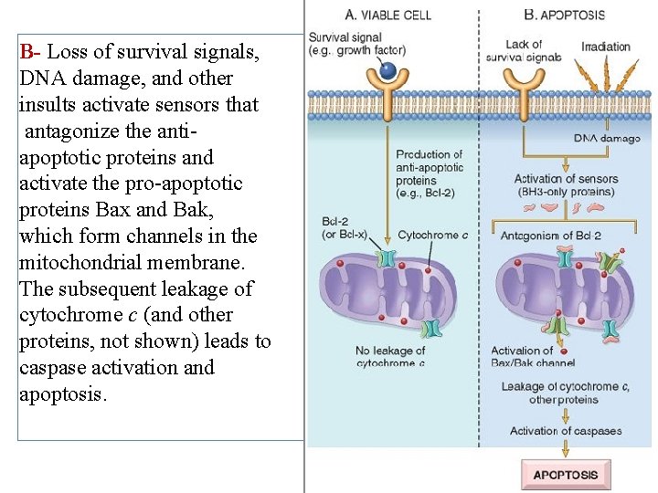 B- Loss of survival signals, DNA damage, and other insults activate sensors that antagonize