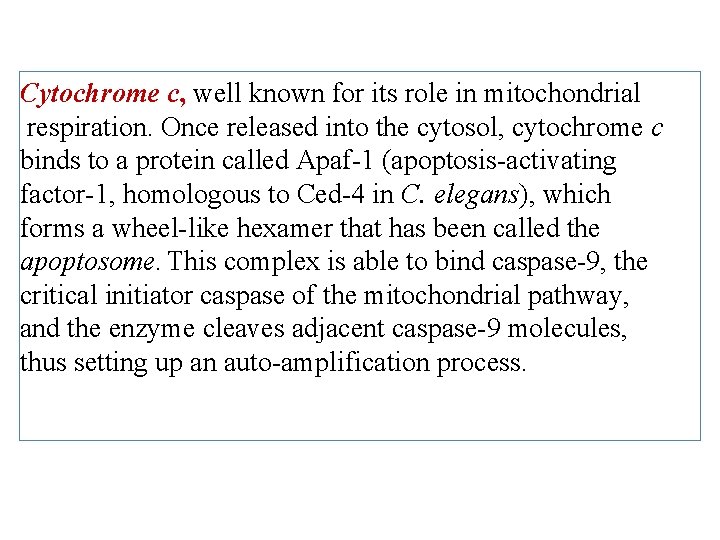 Cytochrome c, well known for its role in mitochondrial respiration. Once released into the