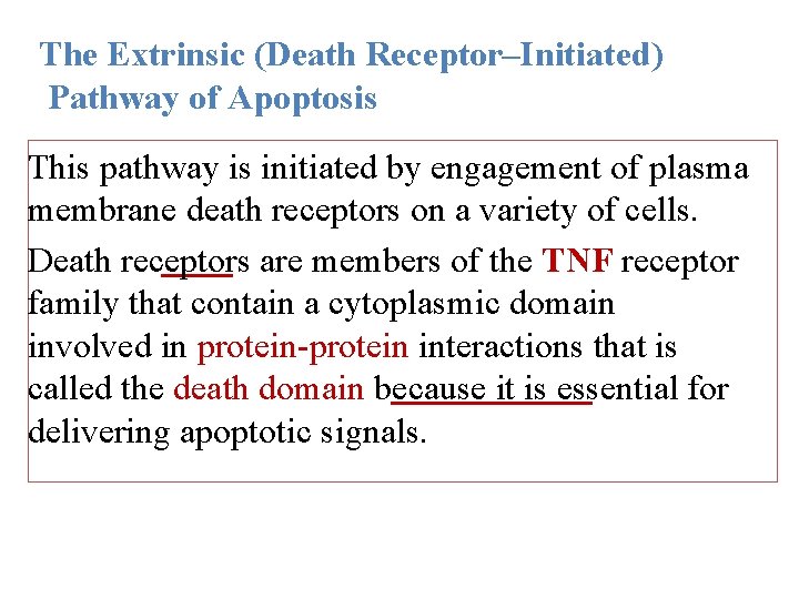 The Extrinsic (Death Receptor–Initiated) Pathway of Apoptosis This pathway is initiated by engagement of