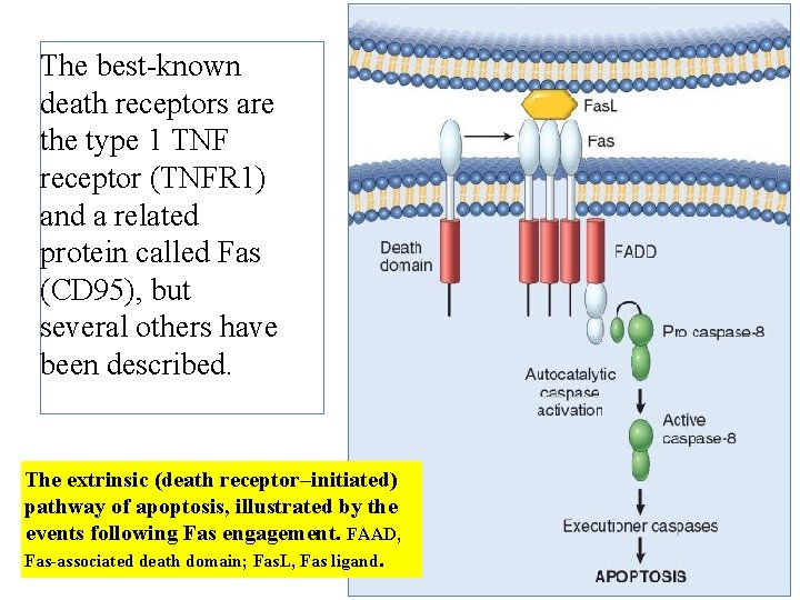 The best-known death receptors are the type 1 TNF receptor (TNFR 1) and a