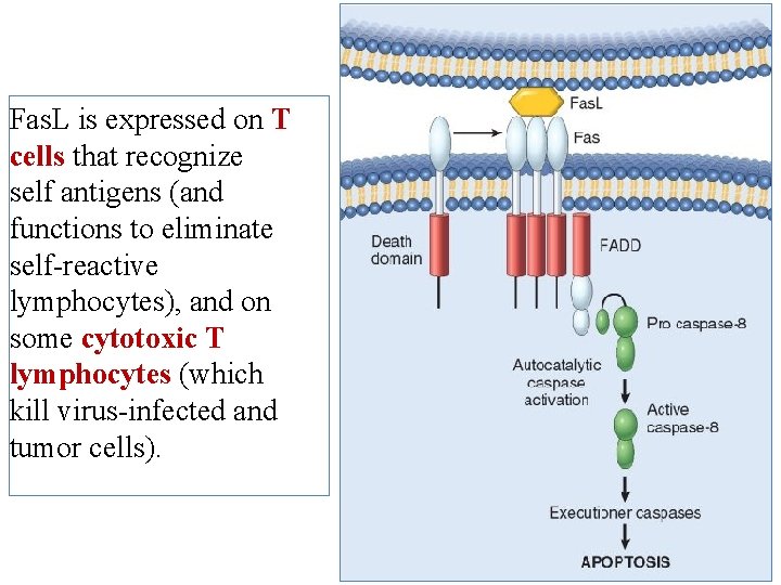 Fas. L is expressed on T cells that recognize self antigens (and functions to