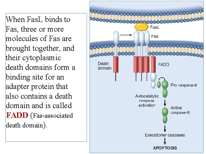 When Fas. L binds to Fas, three or more molecules of Fas are brought