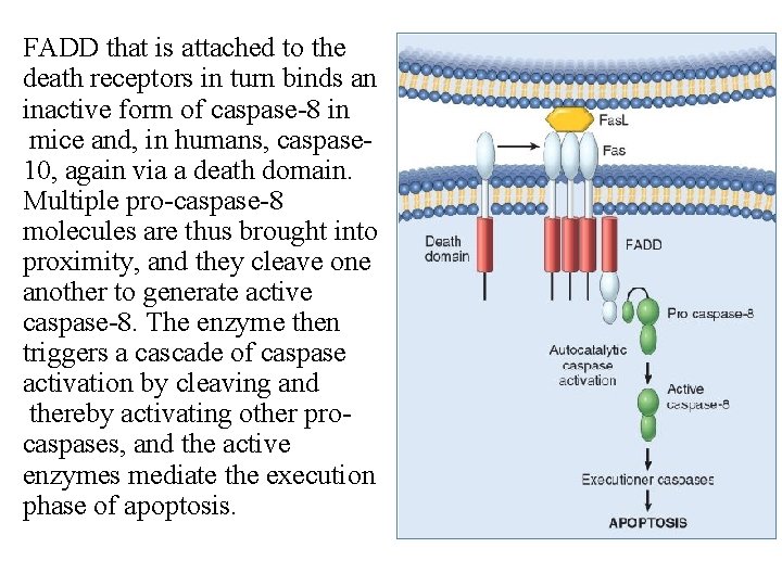 FADD that is attached to the death receptors in turn binds an inactive form