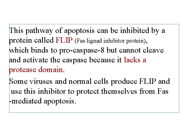 This pathway of apoptosis can be inhibited by a protein called FLIP (Fas lignad