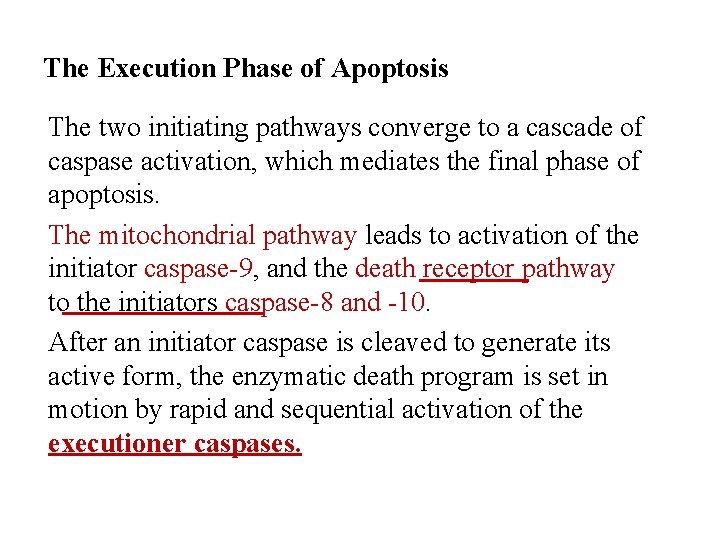 The Execution Phase of Apoptosis The two initiating pathways converge to a cascade of
