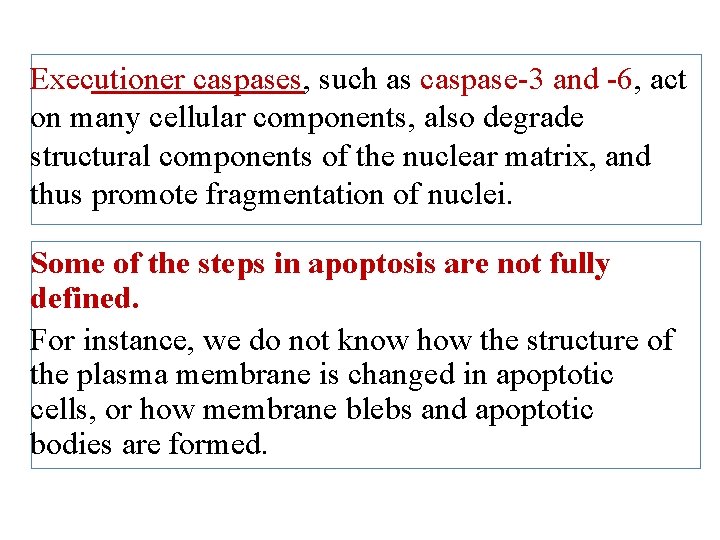 Executioner caspases, such as caspase-3 and -6, act on many cellular components, also degrade