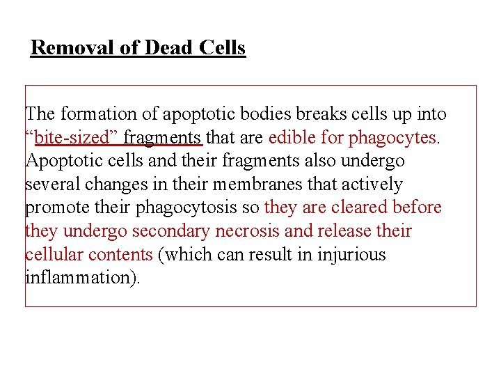 Removal of Dead Cells The formation of apoptotic bodies breaks cells up into “bite-sized”