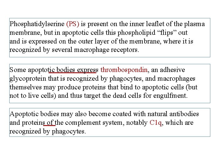 Phosphatidylserine (PS) is present on the inner leaflet of the plasma membrane, but in